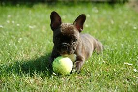 French Bulldog Puppy plays ball on lawn