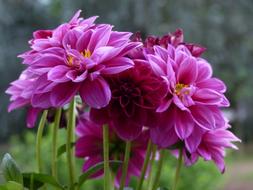 beautiful bouquet of spring flowers