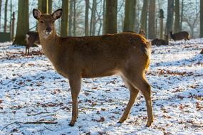 an animal in the winter forest