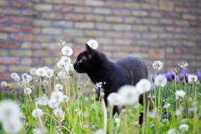 Beautiful and cute, black kitten, among the beautiful white dandelion and violet flowers