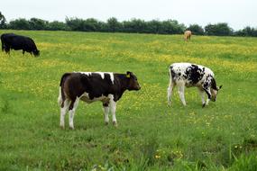 cows meadow green lots