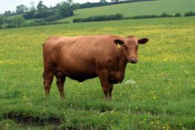 brown Cow green grass