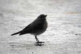 Cute, colorful and beautiful robin bird, on the ground