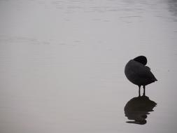 Raven Lake is black