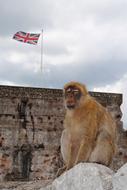 a monkey on a flag background