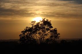 tree silhouette sun