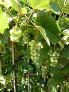 grapes landscape garden green