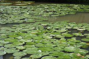 Bird Lake Leaves green