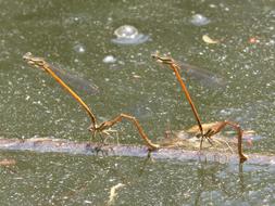 dragonfly on green water