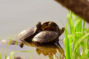 turtles water grass