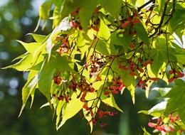 red flowers on foliage with trees