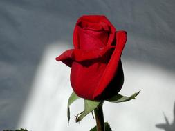 red rosebud on a gray background