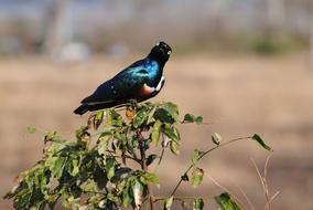 Tanzania Africa bird