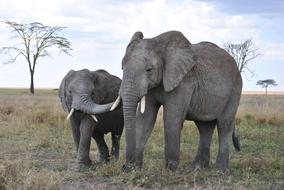 tanzania elephants