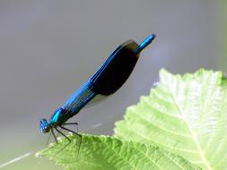 Dragonfly Insect blue