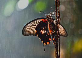 Butterfly Insect at Rain