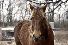 Horse Brown at Winter farm