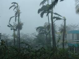 palm trees green landscape downpour