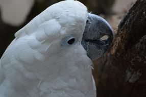 Cockatoo Bird in profile close-up on a blurred background