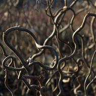 Hazel Corylus