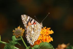 butterfly on an orange flower in Turkey, close-up