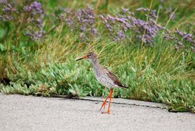 Bird Redshank Snipe