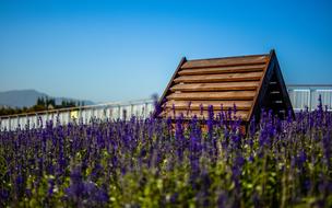 House and Lavender