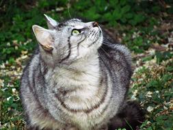 tabby cat looks up