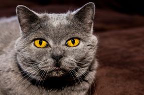 grey cat eyes background