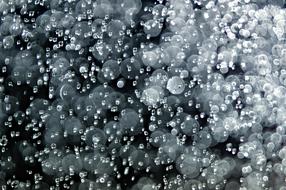 Water Drops black and white