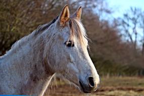 grey Horse Head outdoor