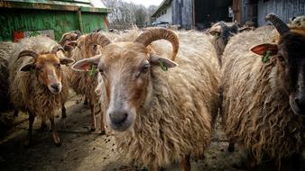 flock of sheep in a pen on a farm