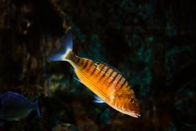 Mediterranean Fish Animal in aquarium