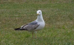 wild Seagull Ave Animal