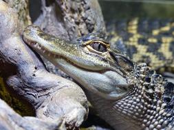 Crocodile Head face