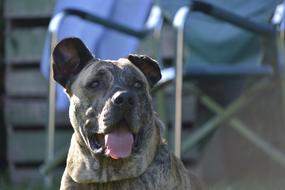 dog with a long pink tongue on a blurred background