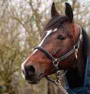 horse brown cute