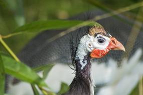 Turkey Bird Young white