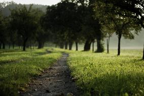 grass green trees