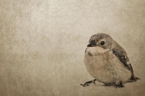 vintage drawing, small bird