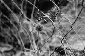 grass fence forgotten