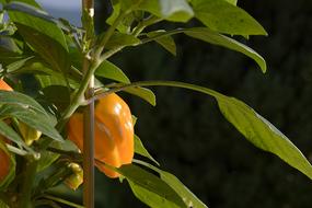 yellow peppers on a bush