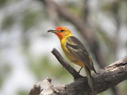 yellow-orange bird on a branch in the Grand Canyon