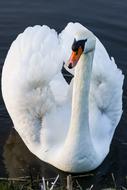cute Swan White
