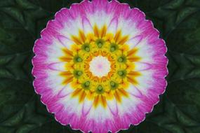 background abstract texture pattern pink flower
