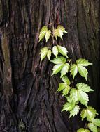 grape leaf tree