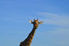 Giraffe Head blue sky