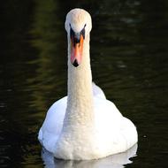 swan floating on water