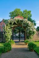 arch plants are beautiful