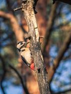 photo of a woodpecker on a thin branch of a tree